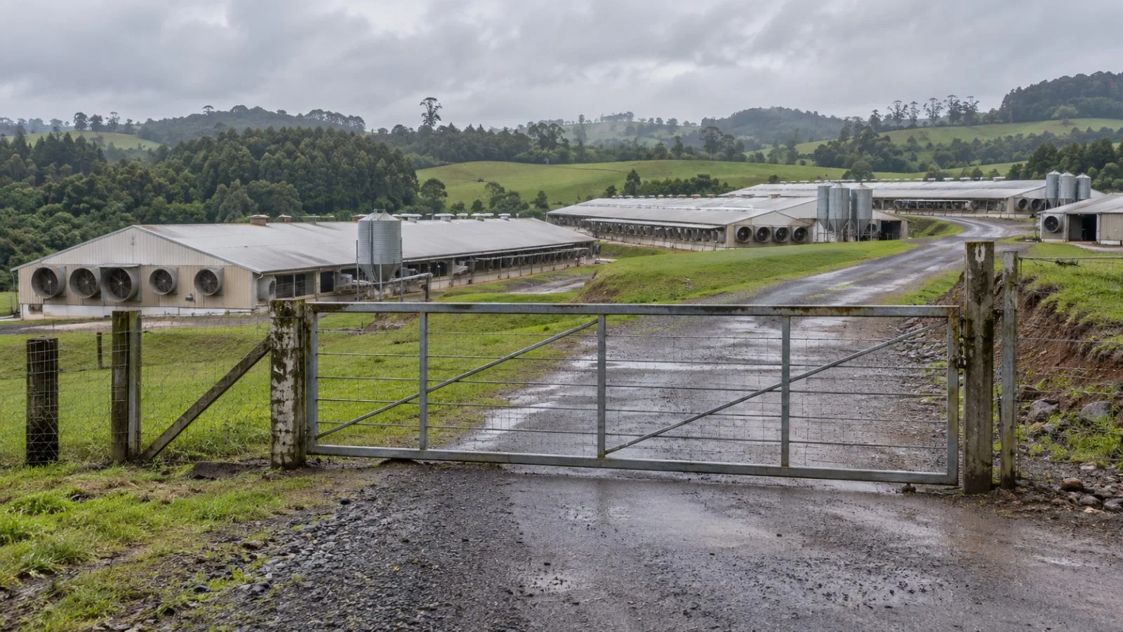 A closed gate stands before poultry sheds in Nova Itaberaba, Santa Catarina, Brazil. (AI-generated image / EconoTimes)