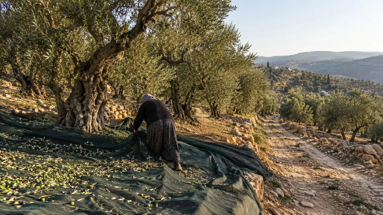 A farmer gathers olives beneath trees in Majdel Selm, southern Lebanon, during the autumn harvest. (AI-generated image / EconoTimes)