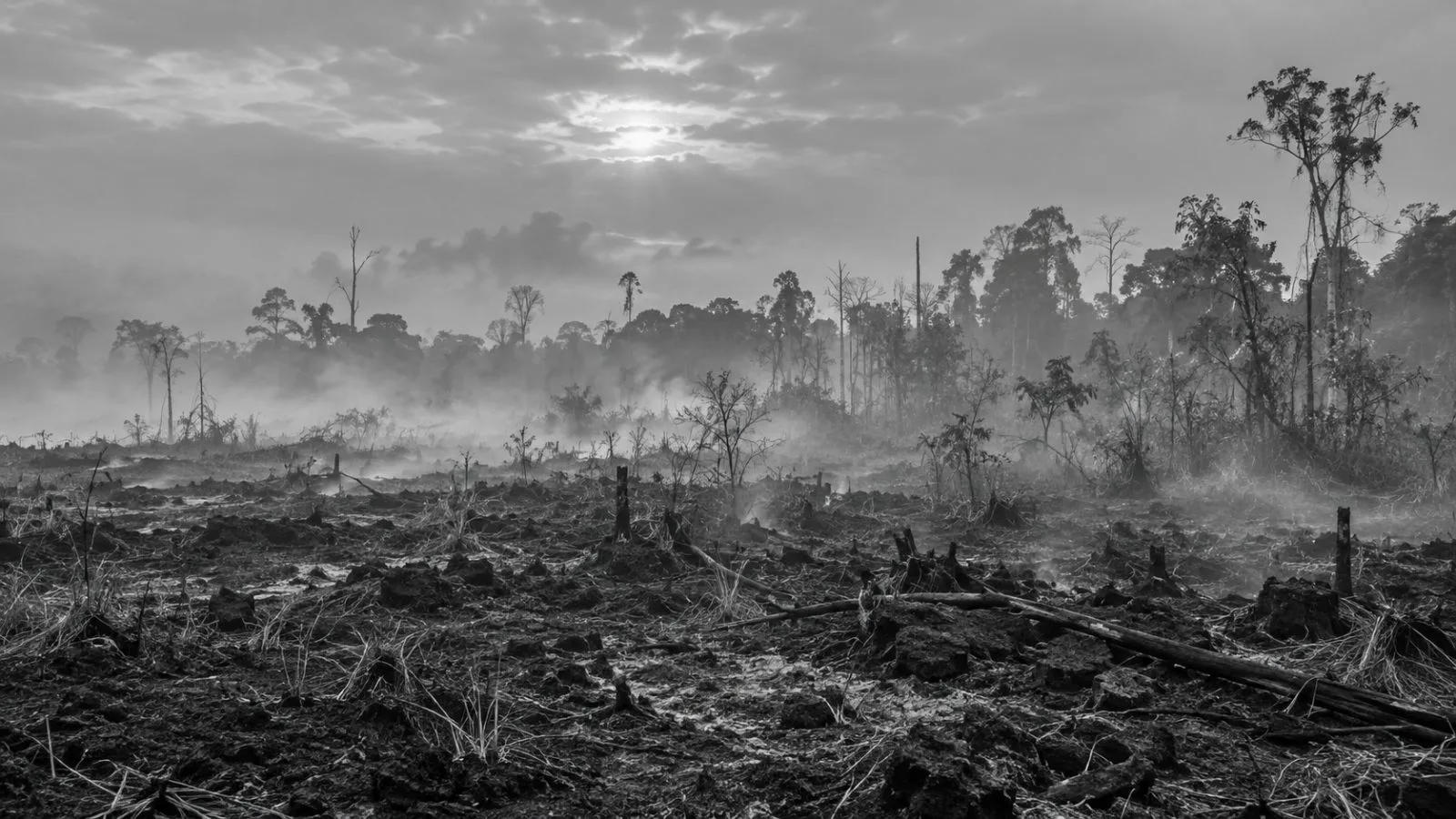 Smoke haze hangs above a charred peatland clearing near Palangka Raya, Indonesia (AI-generated image / EconoTimes)