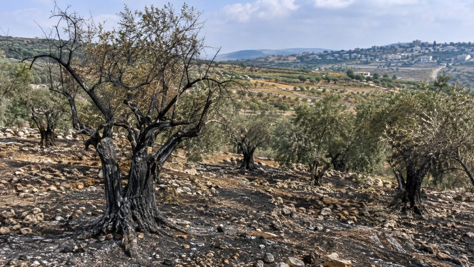 Burned olive trees stand in an agricultural area near Imatin in the West Bank. (AI-generated image / EconoTimes)