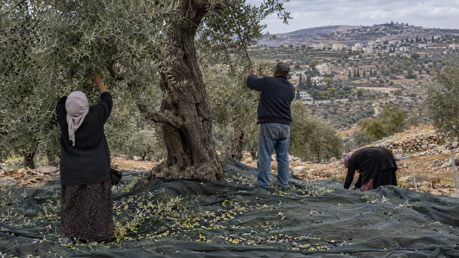 Farmers gather olives beneath a tree in a grove near Arraba, West Bank. (AI-generated image / EconoTimes)
