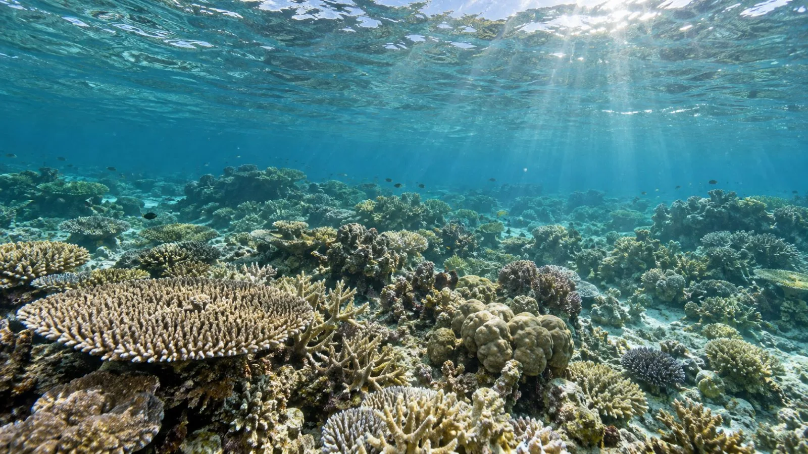Pale coral colonies cover a shallow reef off Cairns, Australia. (AI-generated image / EconoTimes)