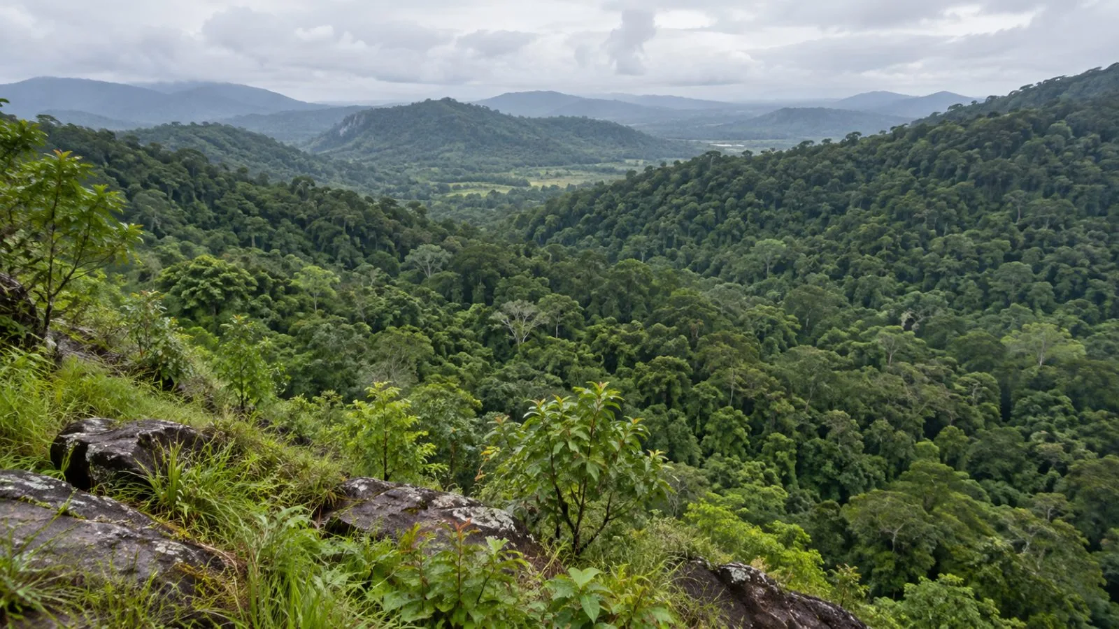 Low-lying forest covers elephant habitat at Khao Sip Ha Chan National Park in Chanthaburi, Thailand. (AI-generated image / EconoTimes)
