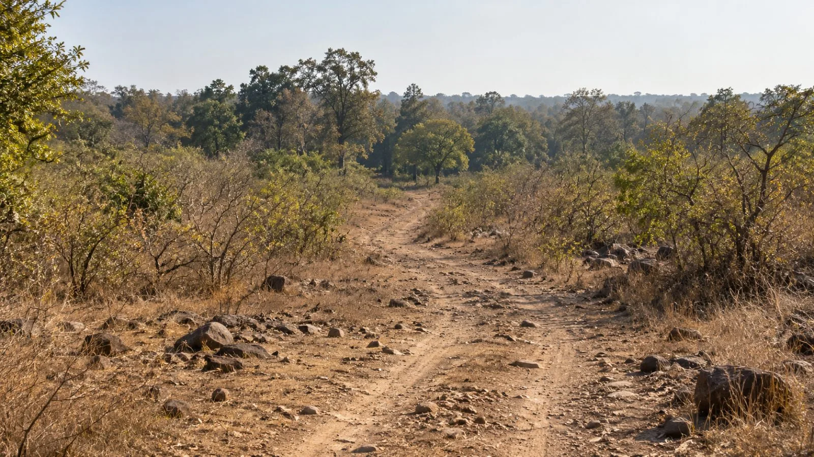 A scrub-lined track crosses territorial forest near Morena, Madhya Pradesh, India (AI-generated image / EconoTimes)