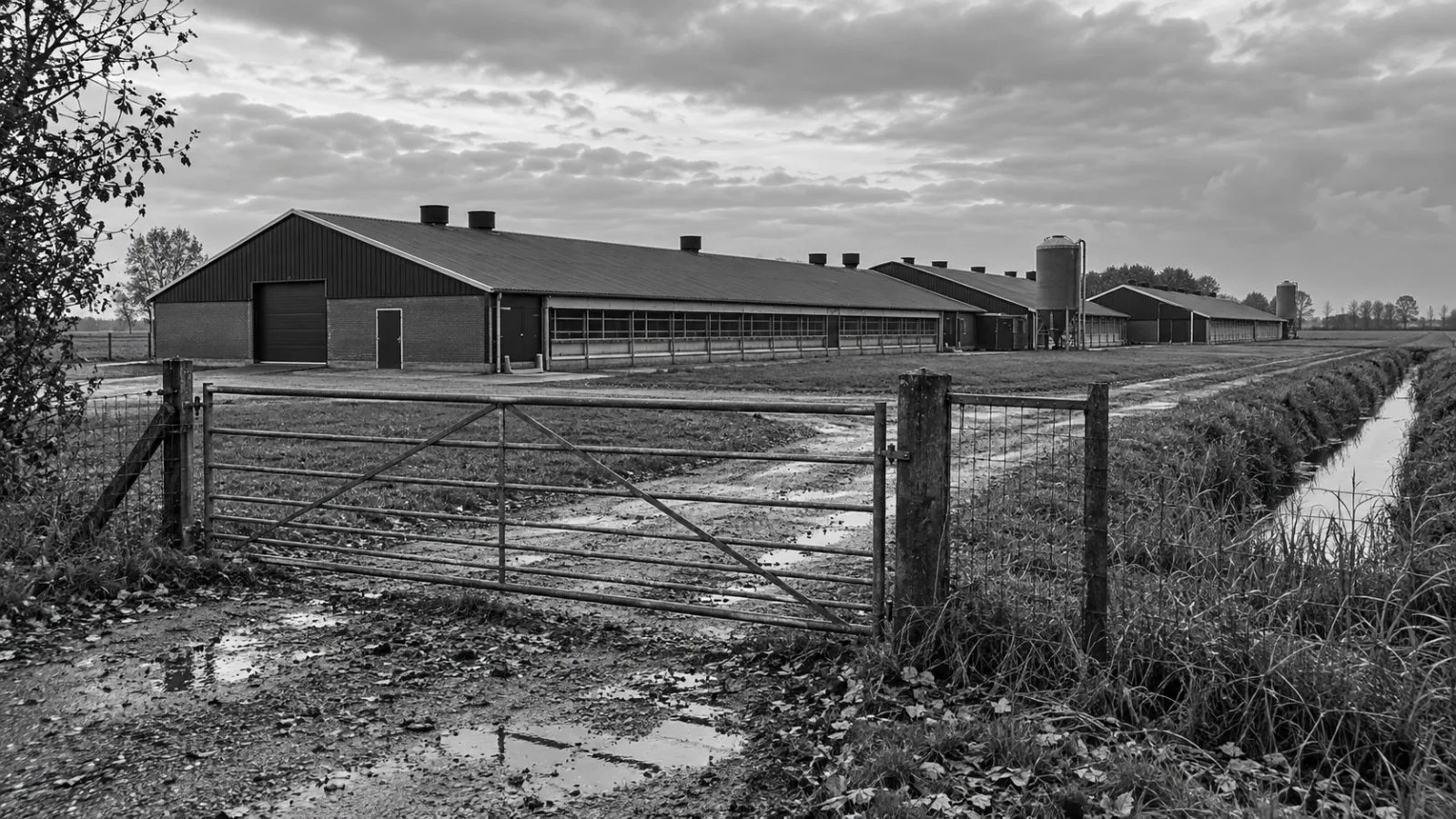 Poultry barns stand behind a closed farm gate near Lutjegast, Groningen province, Netherlands. (AI-generated image / EconoTimes)