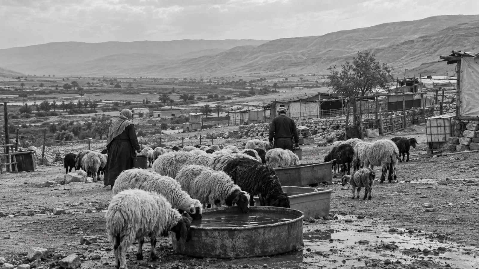 Sheep gather beside water containers at a herding community in Ras al-Ahmar, West Bank. (AI-generated image / EconoTimes)