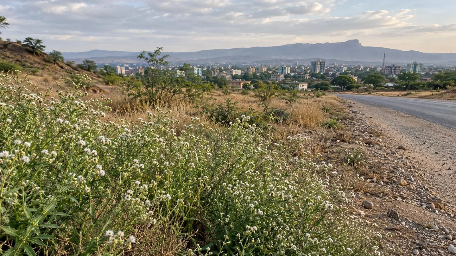 Parthenium weed grows along a roadside outside Dire Dawa, Ethiopia (AI-generated image / EconoTimes)