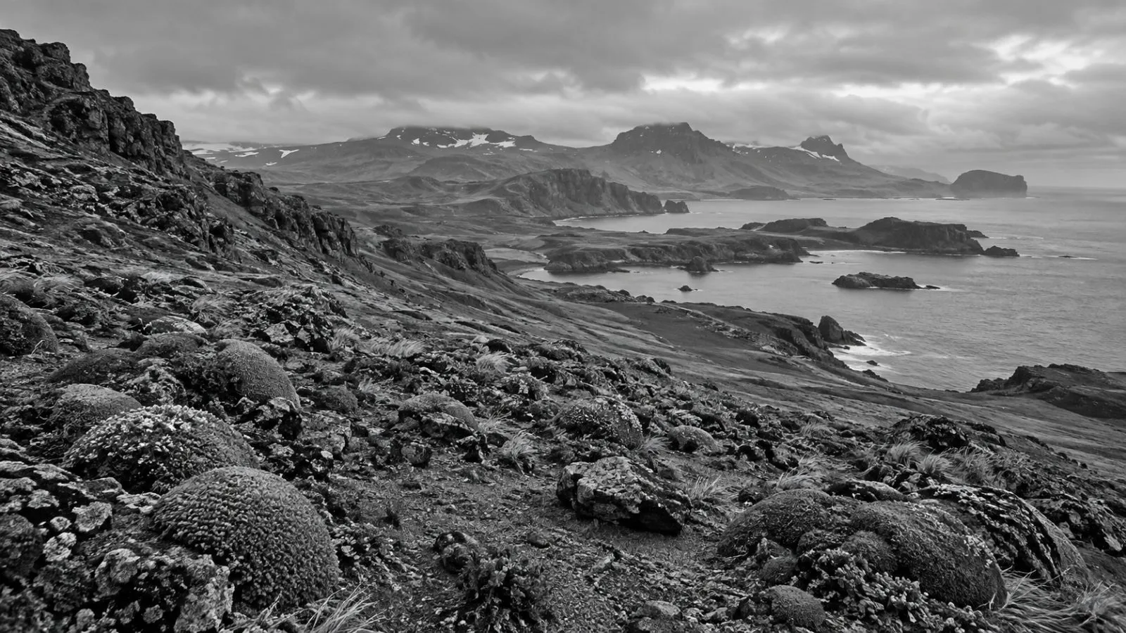 Low cushion plants and exposed soil cover a windswept slope on Ile Guillou, Kerguelen Islands. (AI-generated image / EconoTimes)