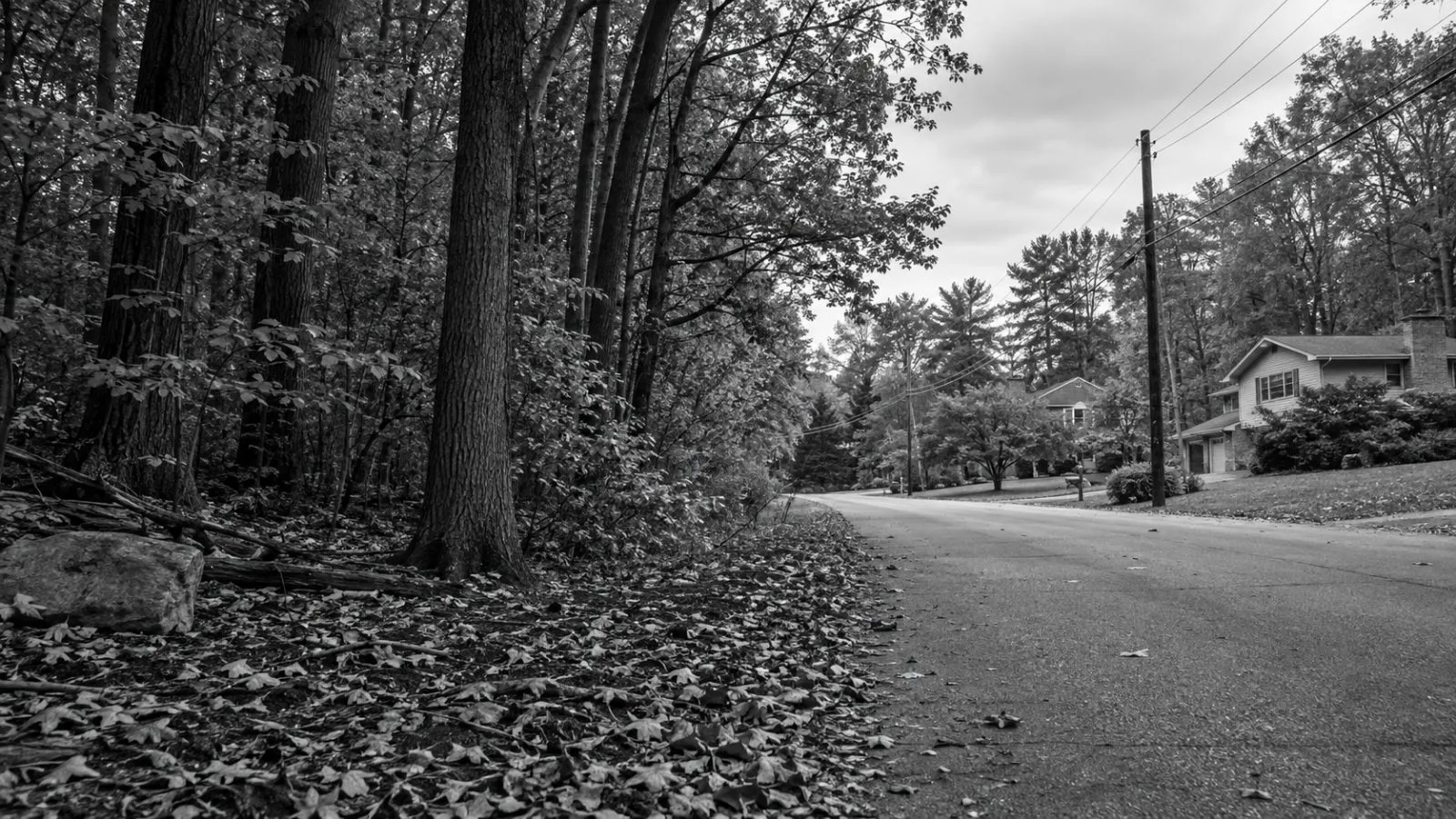 Woodland meets utility lines and homes near the Fire Safety Research Institute in Columbia, Maryland. (AI-generated image / EconoTimes)