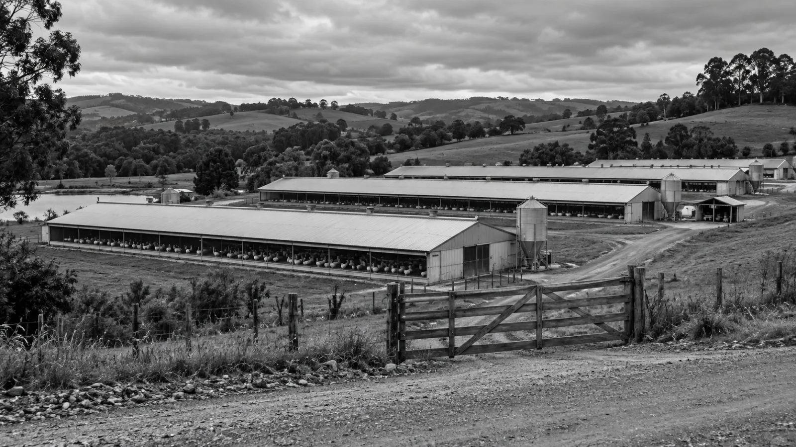Poultry barns stand beyond a farm gate in Nova Itaberaba, Brazil. (AI-generated image / EconoTimes)
