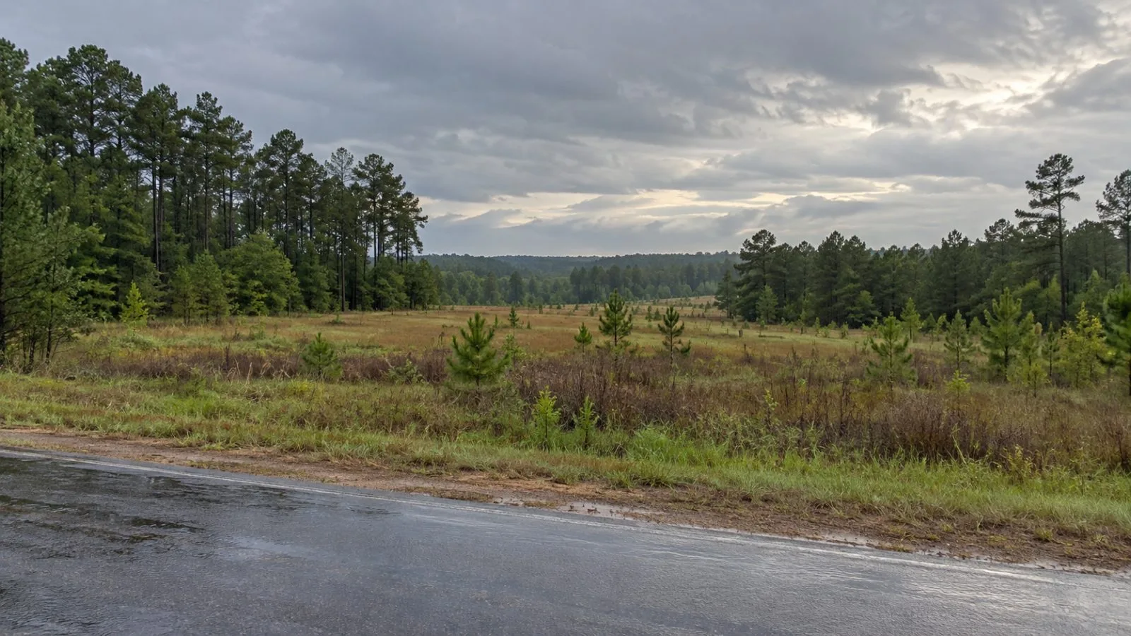 Wooded acreage and an open field meet along a rural road in north-central Mississippi. (AI-generated image / EconoTimes)