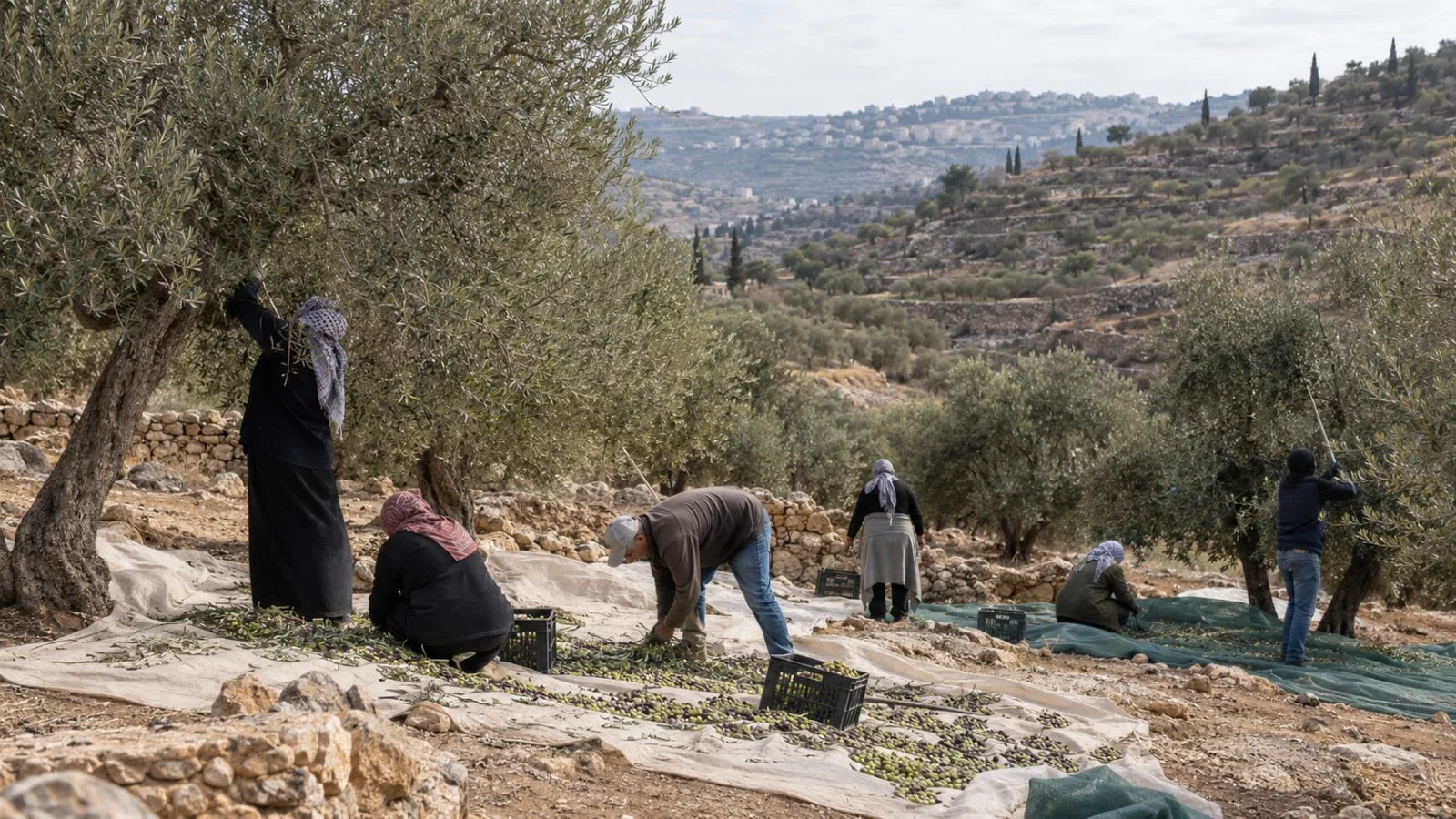 Palestinian farmers harvest olives in a grove near Husan, west of Bethlehem, in the West Bank. (AI-generated image / EconoTimes)