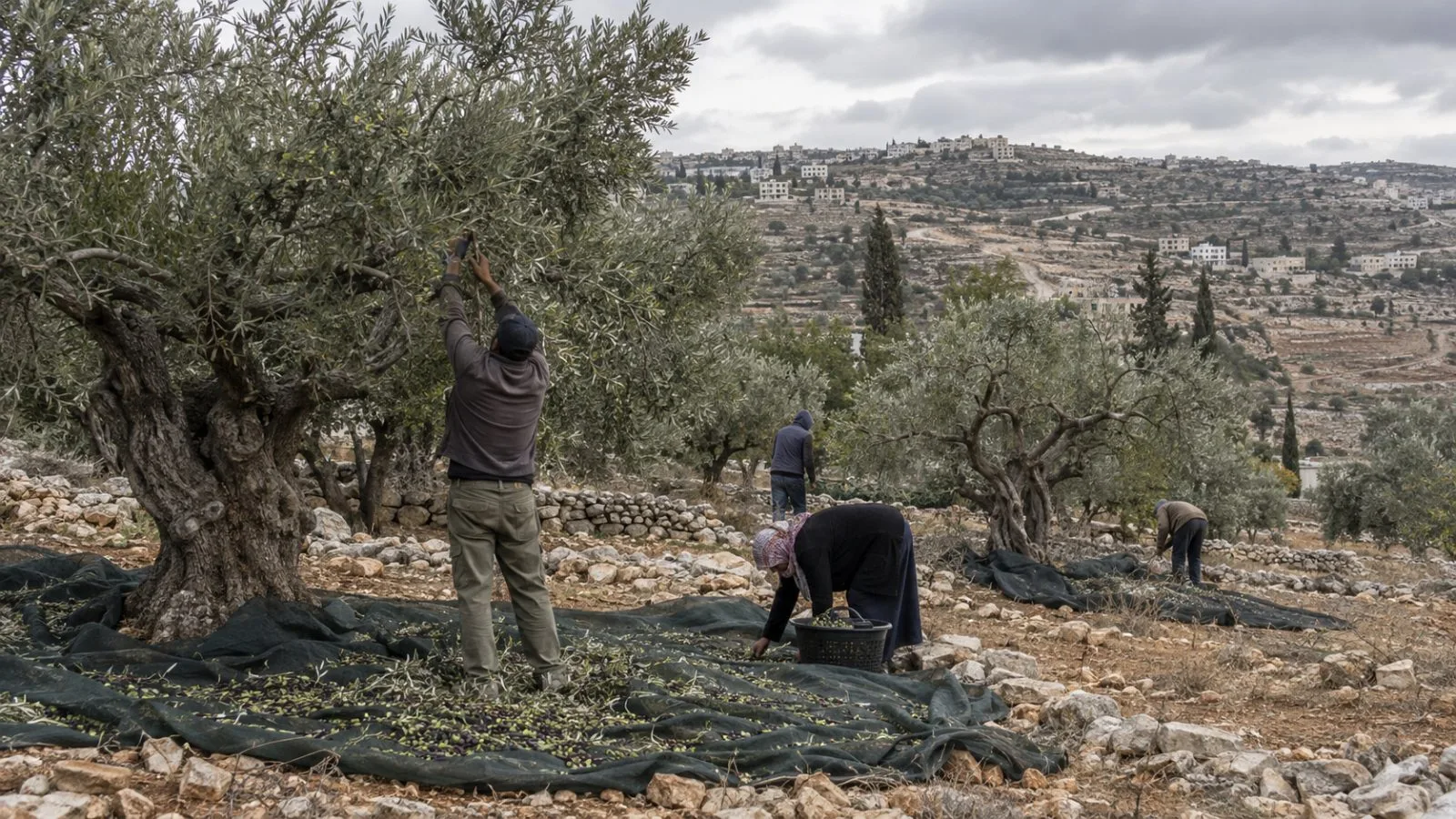 Olive harvesters work among trees near Abu Falah in the occupied West Bank (AI-generated image / EconoTimes)