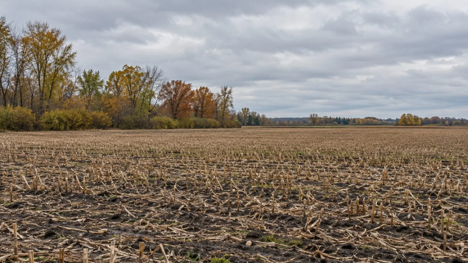 Late-season fields stretch across farmland in Repentigny, Quebec, in the Lanaudière region (AI-generated image / EconoTimes)