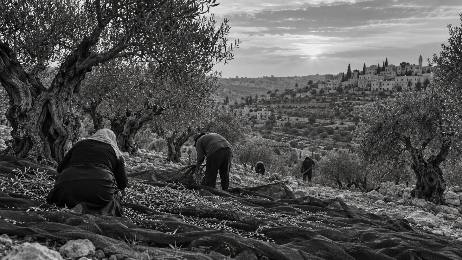 Harvesters gather olives beneath trees in Taybeh, West Bank. (AI-generated image / EconoTimes)