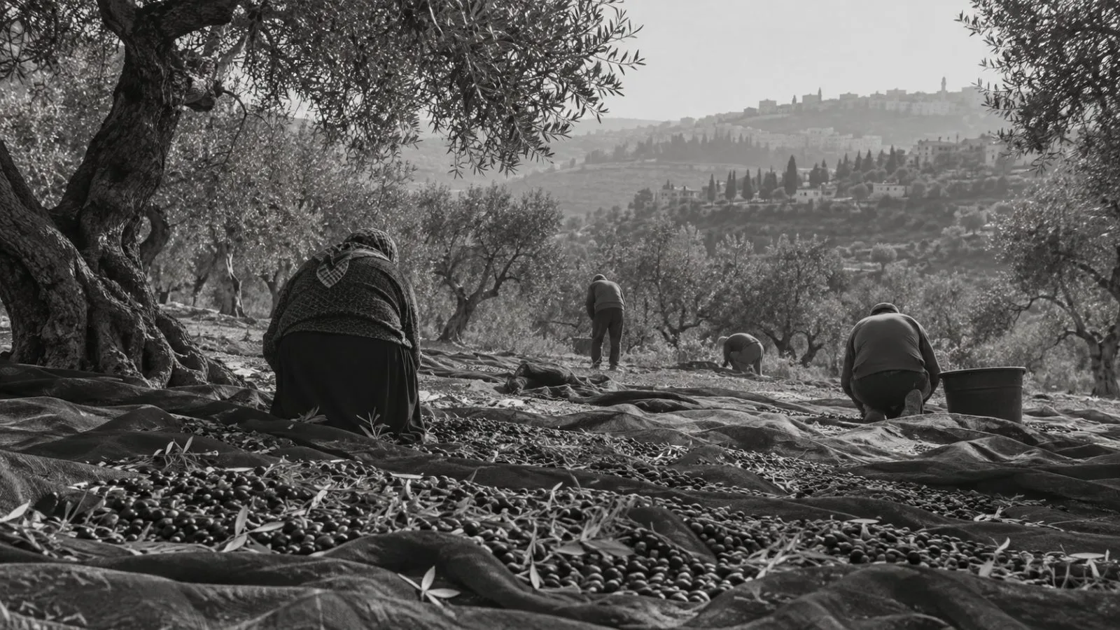 Farmers gather olives beneath trees outside Ramallah in the occupied West Bank. (AI-generated image / EconoTimes)