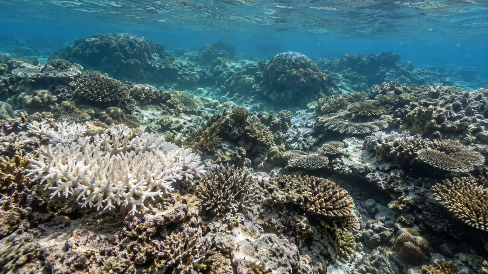 Pale coral is visible in shallow water off Redang Island, Malaysia. (AI-generated image / EconoTimes)