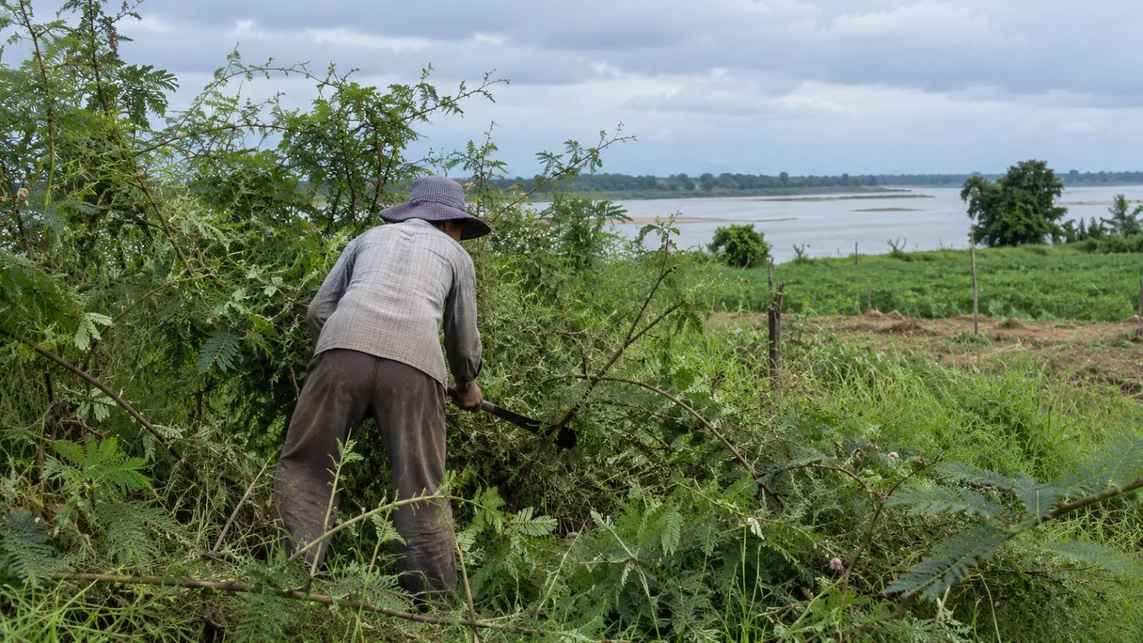 A worker clears giant mimosa from a field near the Mekong River in Kratie, Cambodia. (AI-generated image / EconoTimes)