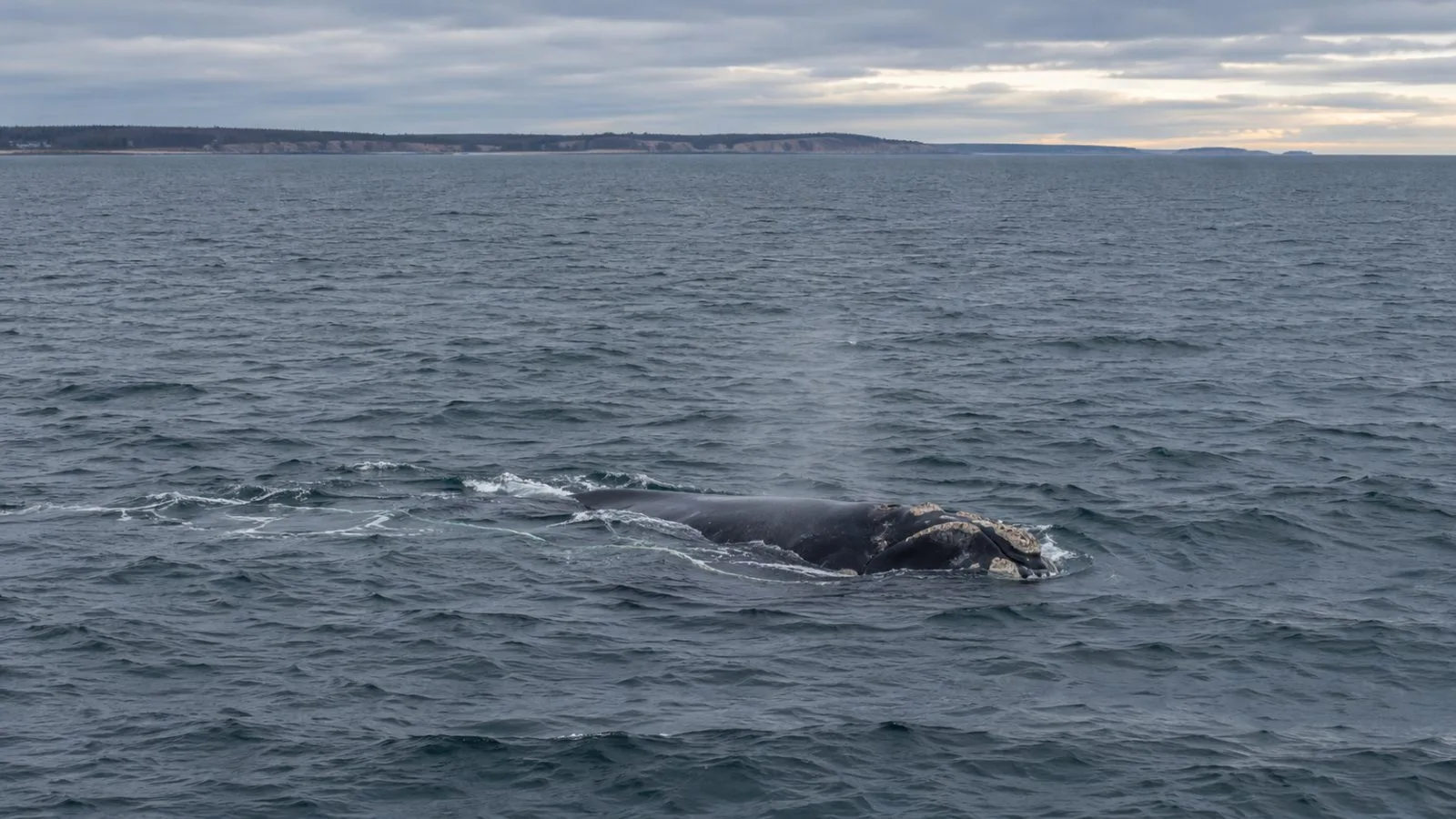 A North Atlantic right whale surfaces near Bradelle Bank in the Gulf of St. Lawrence. (AI-generated image / EconoTimes)