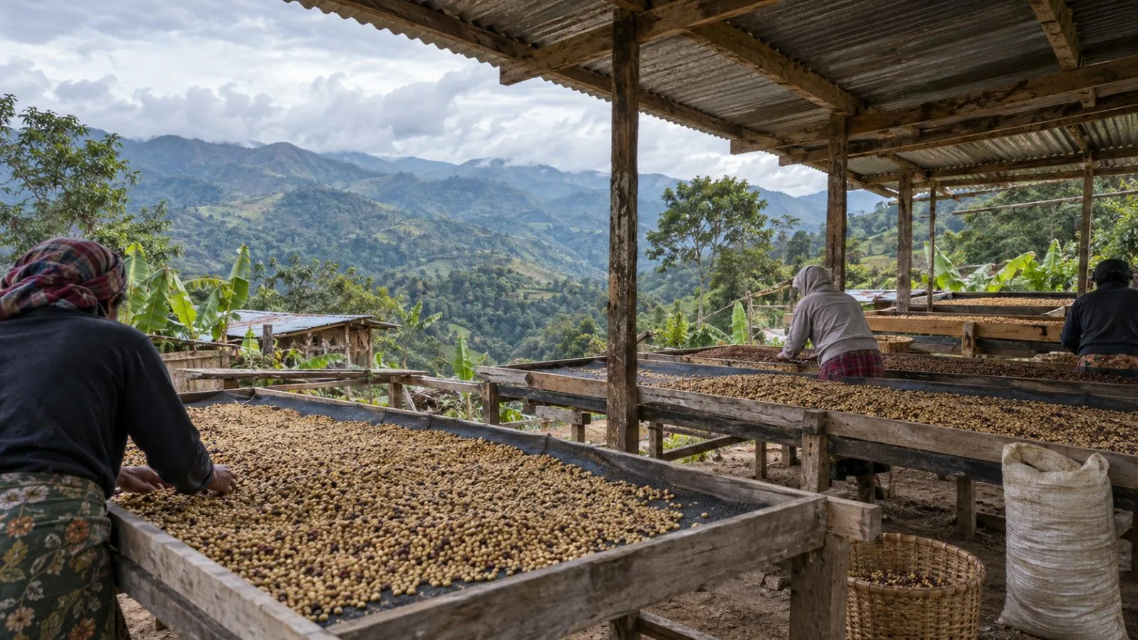 Coffee beans dry on raised trays at a smallholder processing site near Gleno, Timor-Leste. (AI-generated image / EconoTimes)
