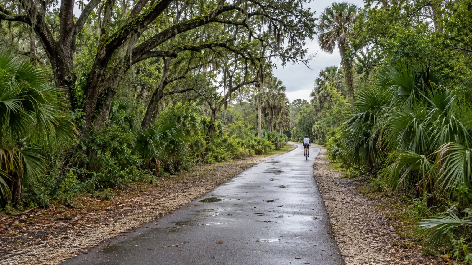 A cyclist follows the Venice Branch trail through Sarasota County, Florida, beneath a canopy of trees. (AI-generated image / EconoTimes)