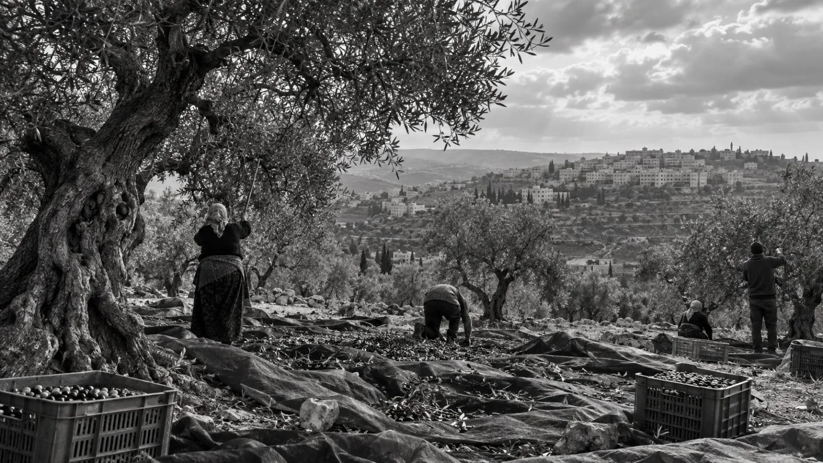Palestinian olive pickers gather olives in a grove near Abu Falah, West Bank. (AI-generated image / EconoTimes)