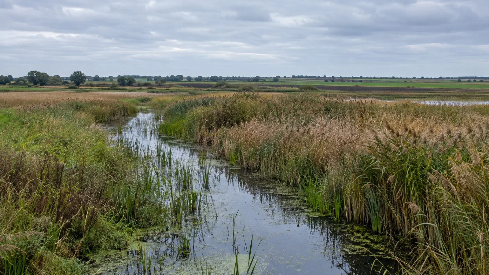 Reed beds and a drainage channel cross Catfield Fen in Norfolk, England (AI-generated image / EconoTimes)