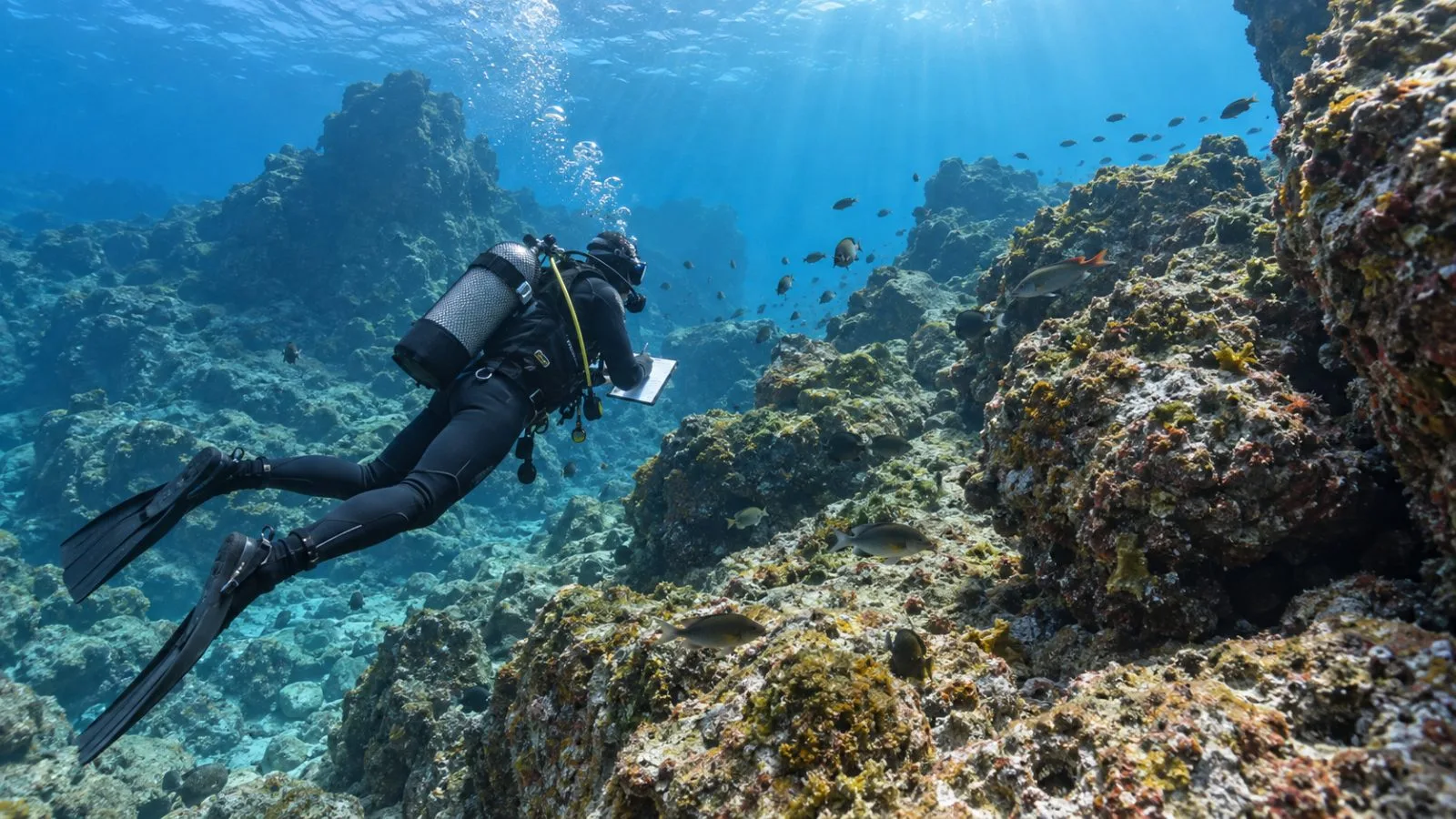 A scientific diver surveys rocky habitat in the Desertas Islands marine reserve off Madeira, Portugal. (AI-generated image / EconoTimes)