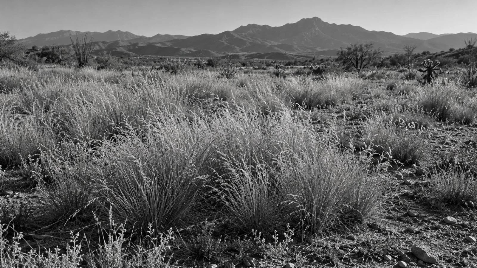 Lehmann lovegrass covers an unseeded plot at the Santa Rita Experimental Range near Tucson, Arizona. (AI-generated image / EconoTimes)
