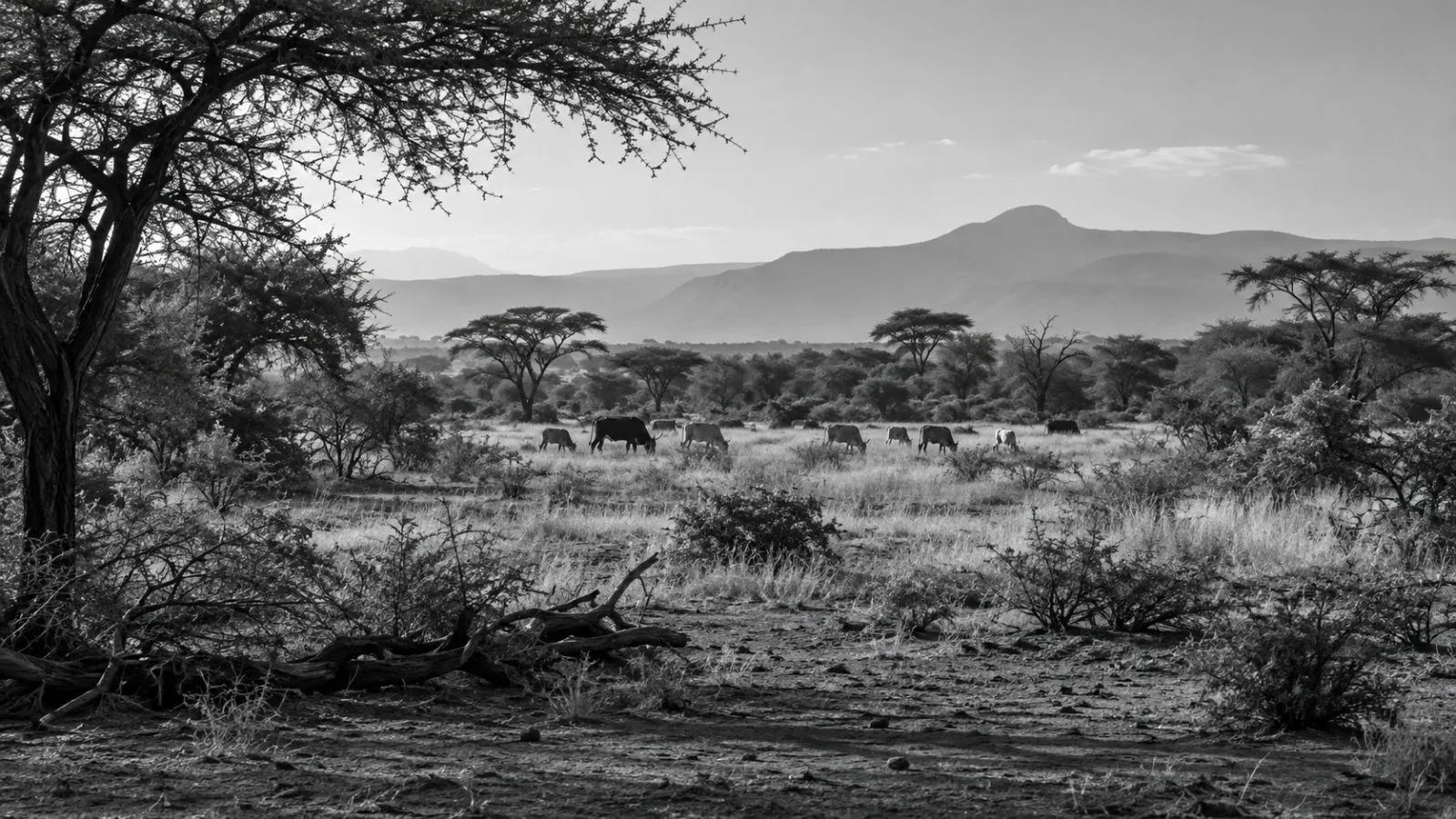 Prosopis trees border grazing land on the Awash River floodplain in Ethiopia’s Afar Region (AI-generated image / EconoTimes)