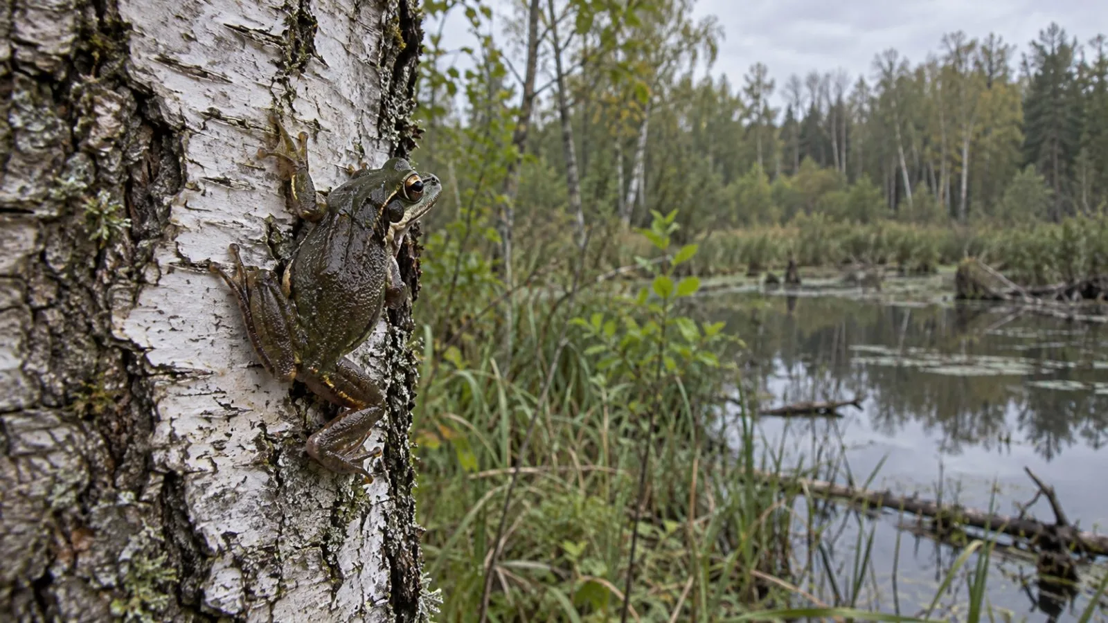 An Eastern tree frog clings to a birch trunk beside a forest pond in the Chernobyl Exclusion Zone, Ukraine. (AI-generated image / EconoTimes)