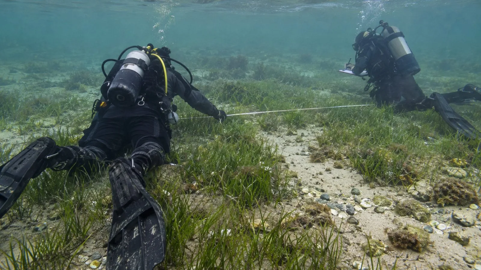 Marine divers inspect a recovering seagrass bed at Studland Bay, Dorset, England. (AI-generated image / EconoTimes)
