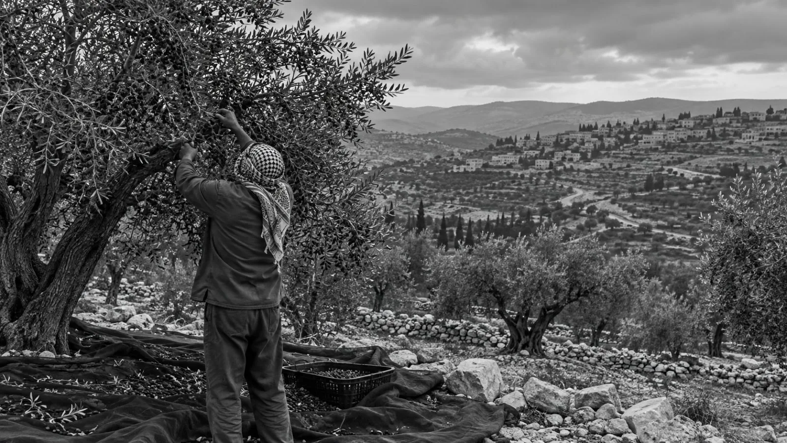 A farmer gathers olives in a hillside grove near Jenin in the West Bank. (AI-generated image / EconoTimes)