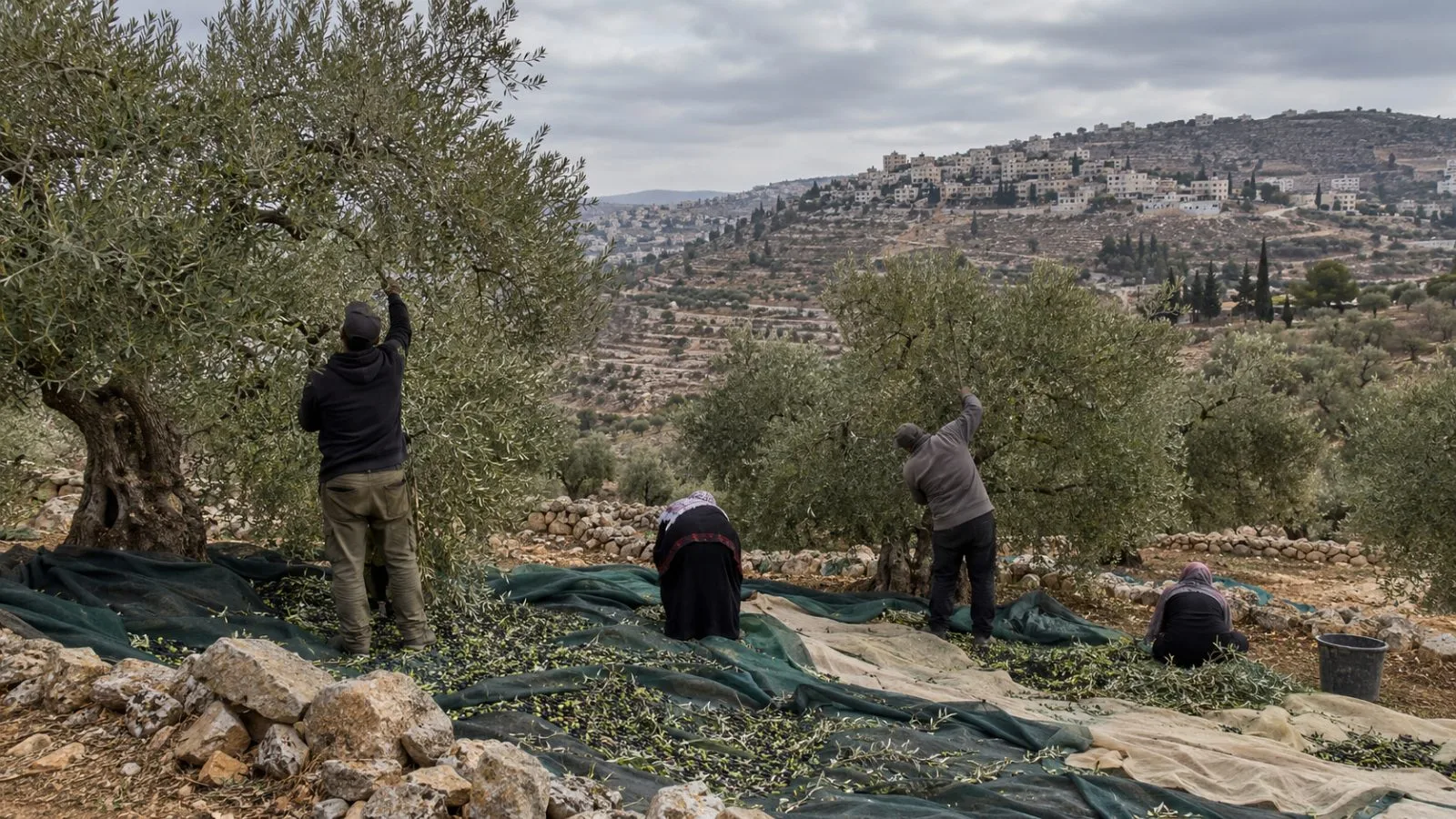 Harvesters gather olives beneath trees near Abu Falah in the West Bank. (AI-generated image / EconoTimes)