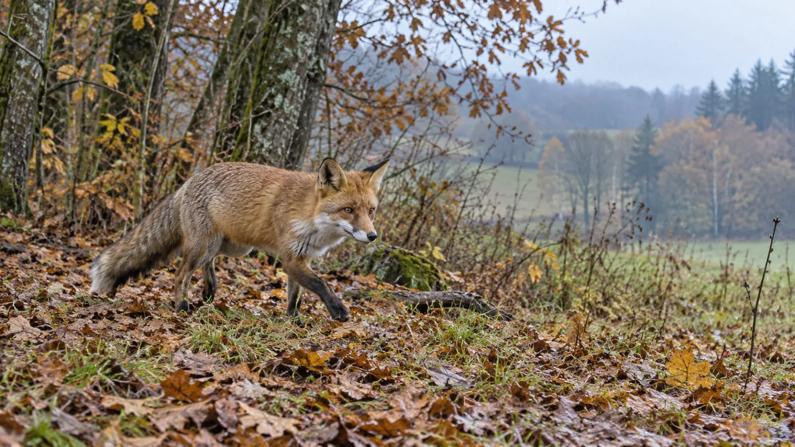 A red fox moves through woodland in Bavaria, Germany, in the early morning. (AI-generated image / EconoTimes)