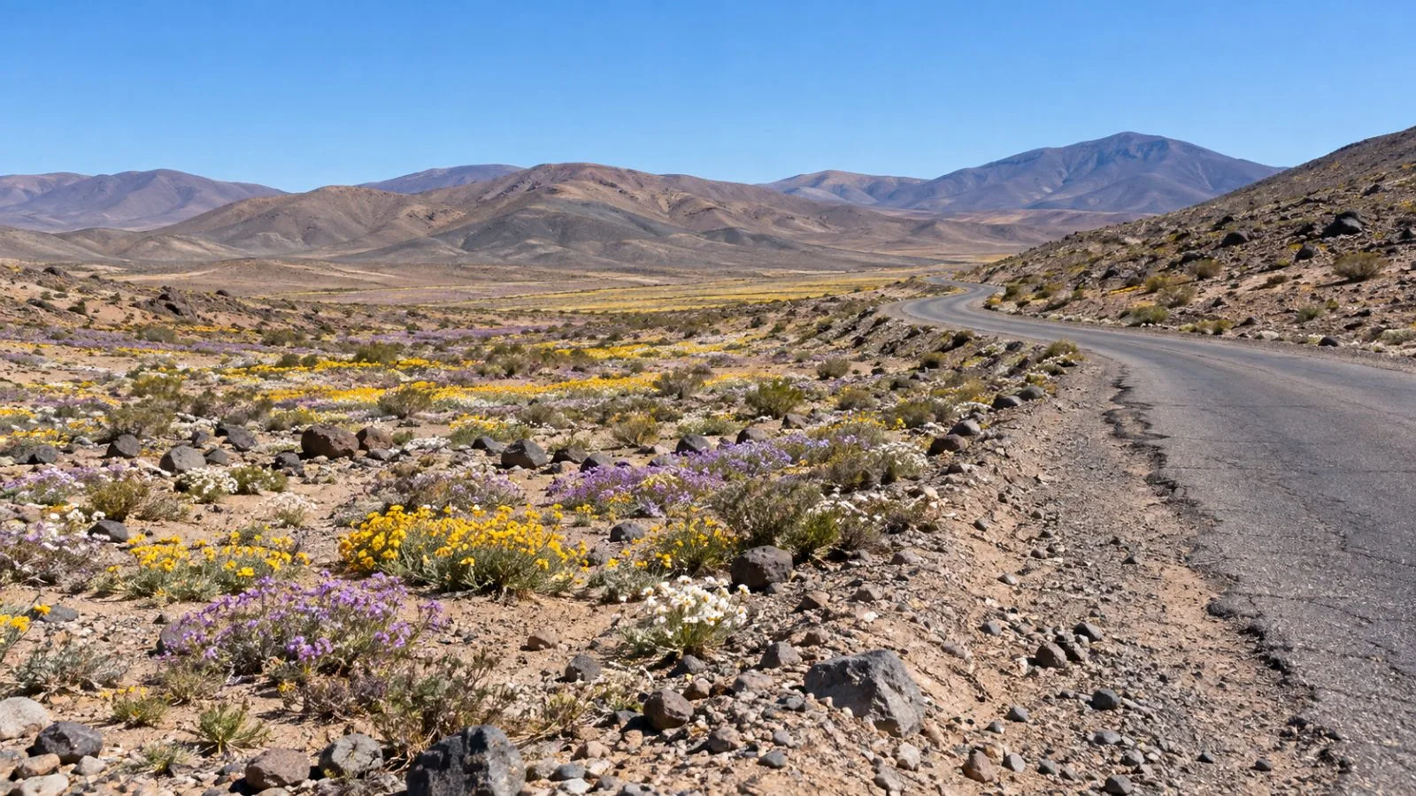 Native wildflowers bloom in scattered patches along Route C-382 near Copiapó, Chile. (AI-generated image / EconoTimes)