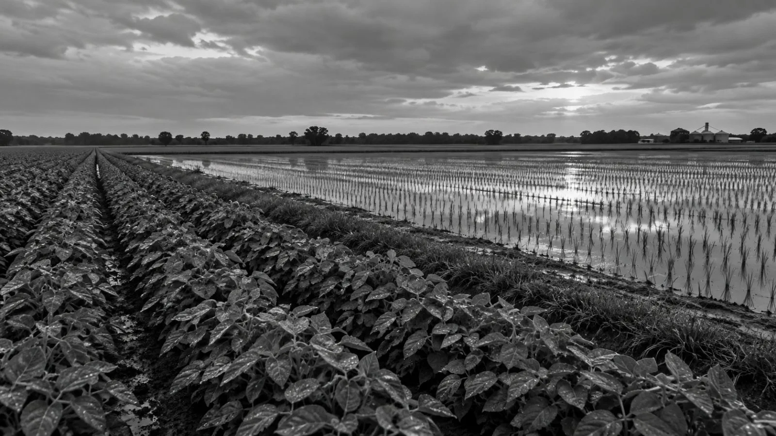 Soybean rows border a rice field near Stuttgart, Arkansas, beneath a cloudy autumn sky. (AI-generated image / EconoTimes)