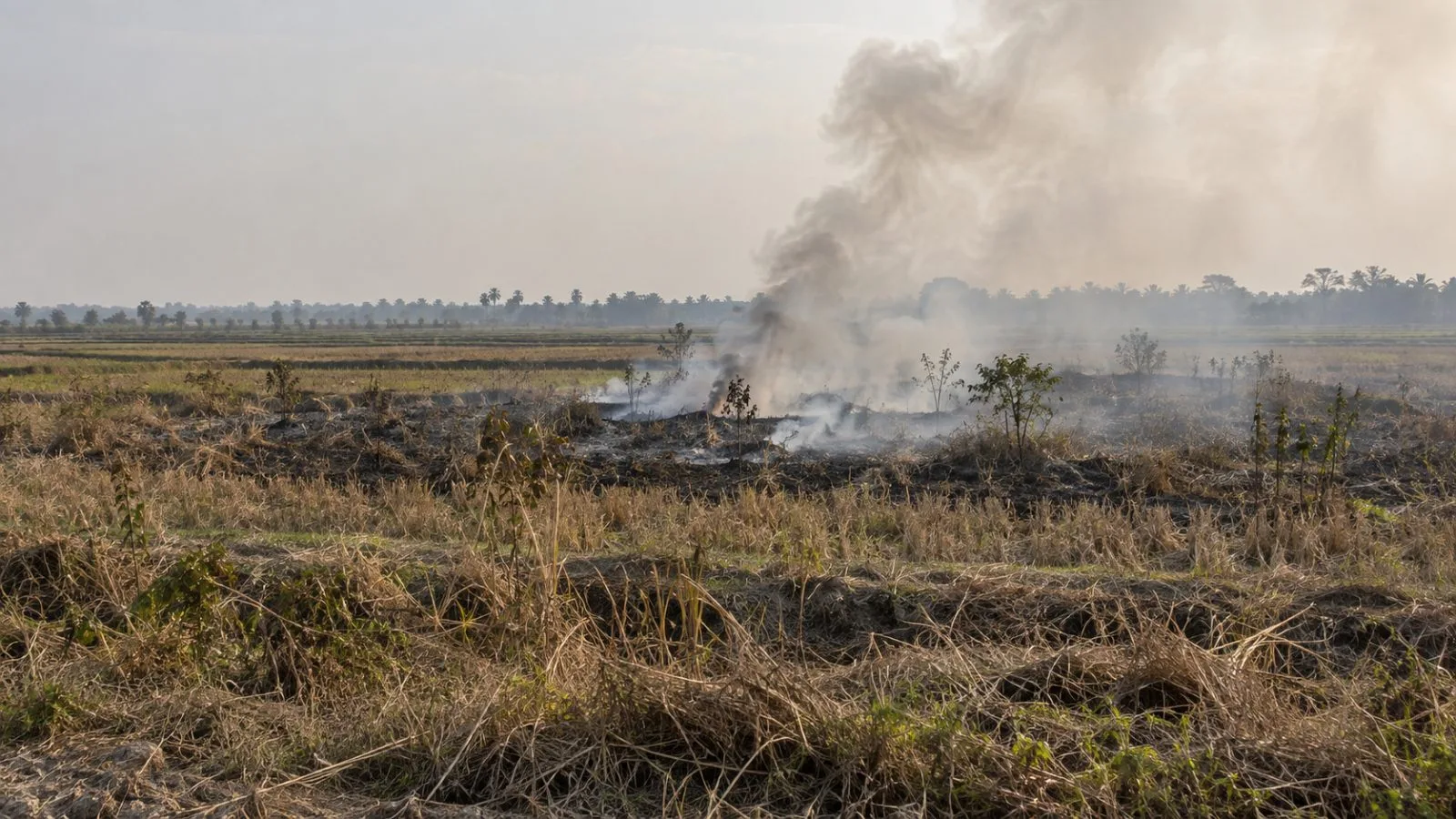 Smoke rises above a dry field near Ogan Ilir, South Sumatra, Indonesia (AI-generated image / EconoTimes)